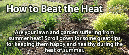 Erins Garden Beat the Heat